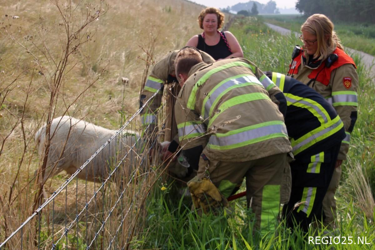 Brandweer bevrijdt vastzittend schaap