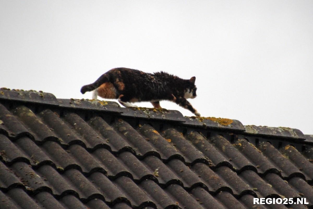 Brandweer in actie voor kat op dak