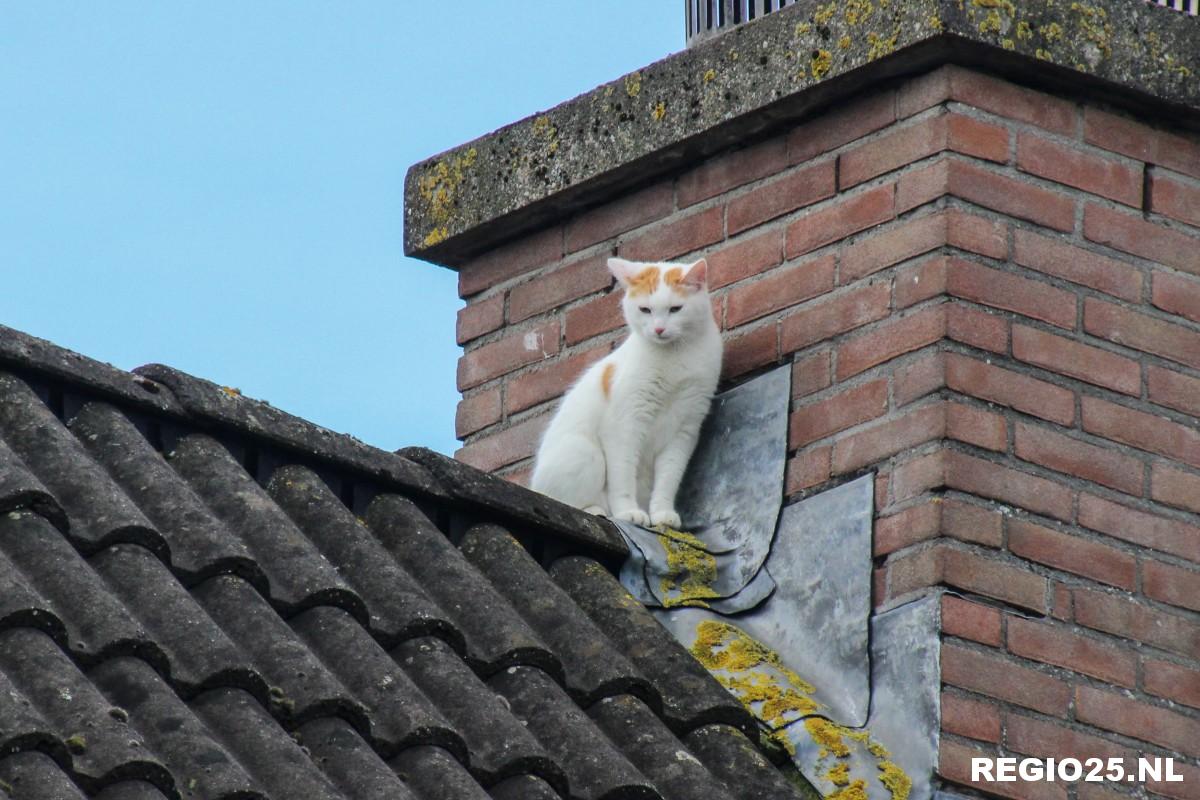 Brandweer redt kat van het dak