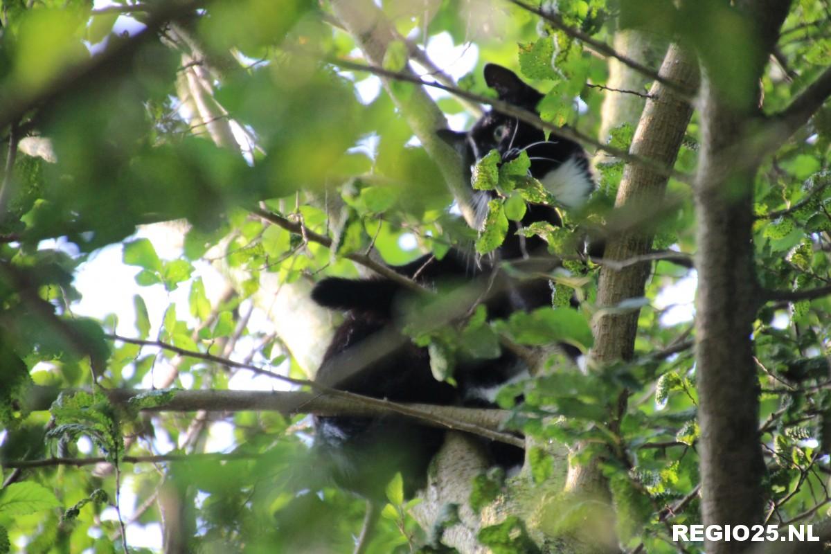 Brandweer in actie voor kat in boom