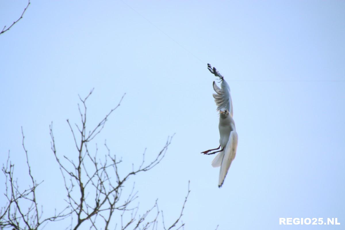 Vastzittende meeuw uit boom gered