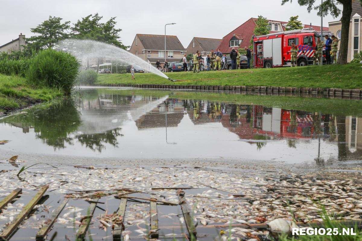 Vissterfte door zuurstofgebrek in vijver