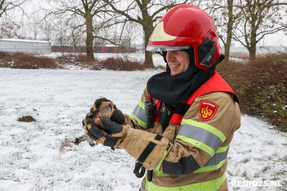 Brandweer redt vastzittende torenvalk