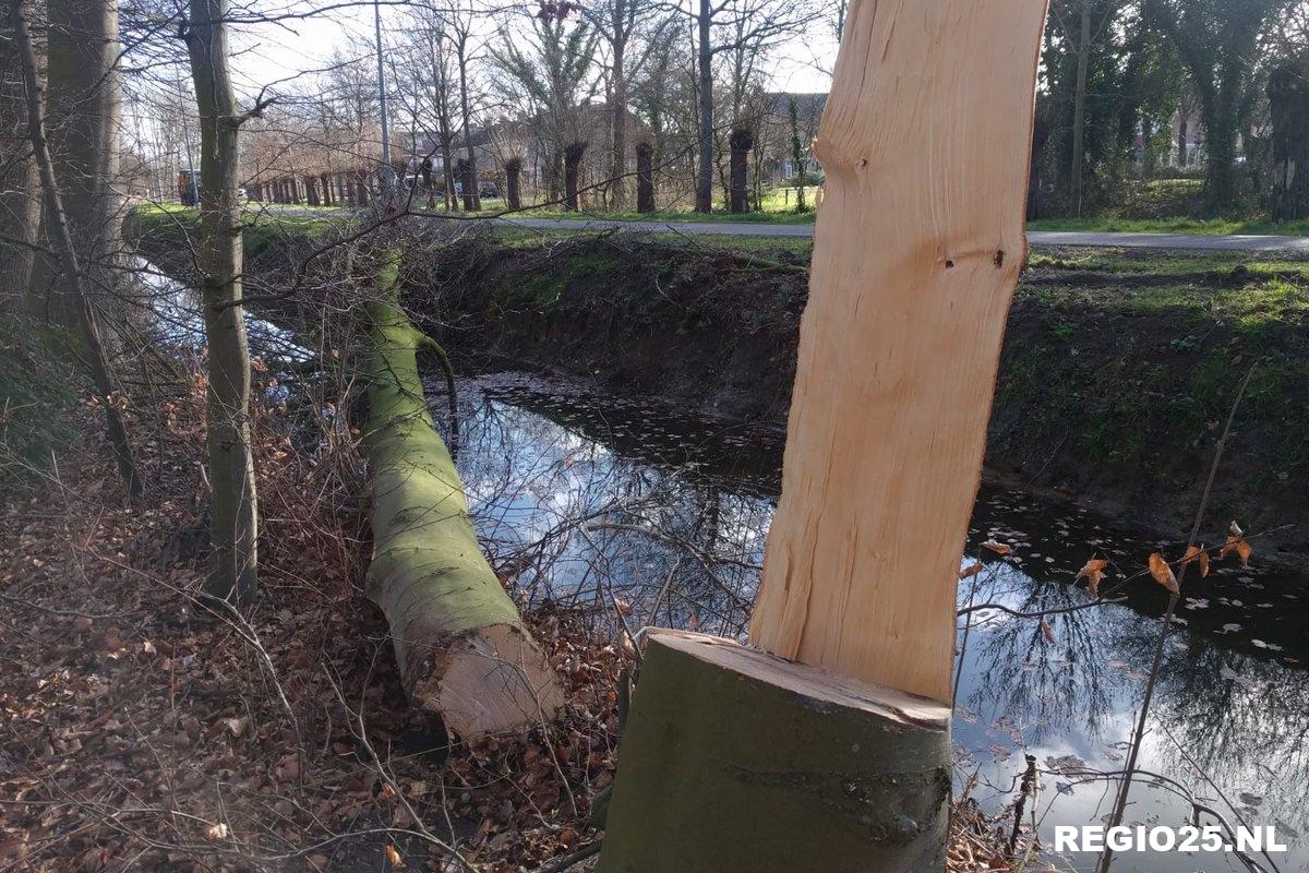 Omgezaagde bomen op Urker wegen