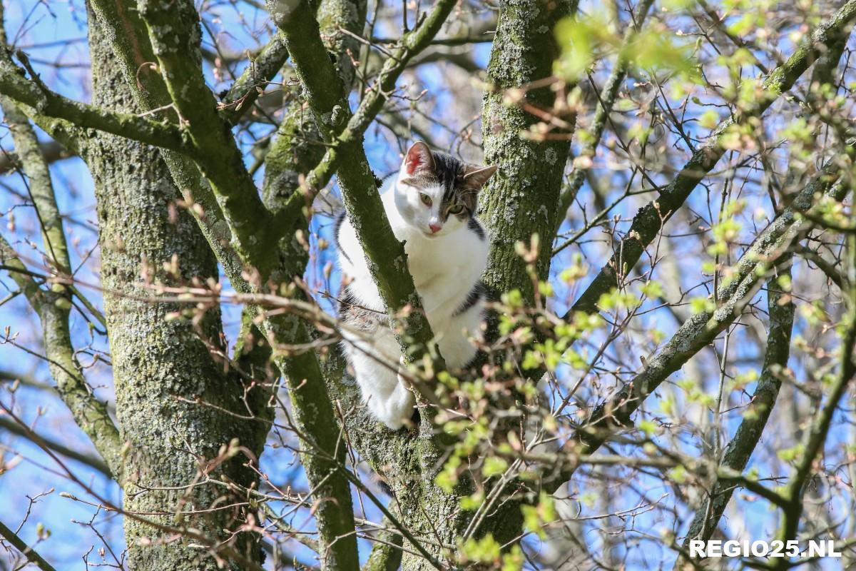 Brandweer redt kat Leo uit de boom