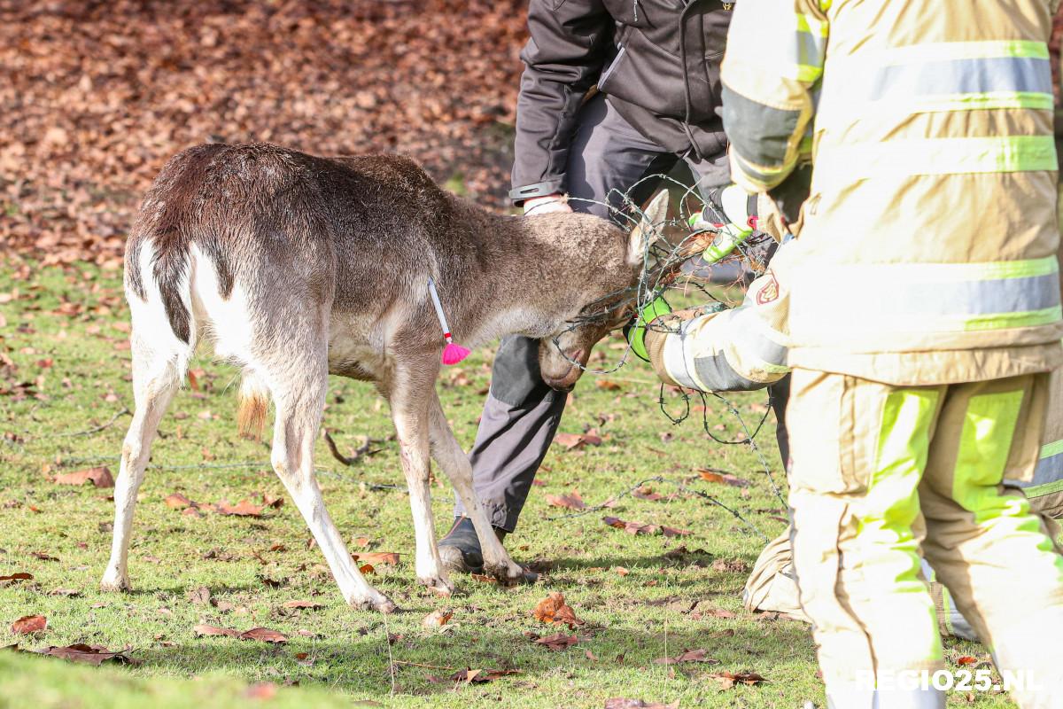 Hert gered bij kinderboerderij