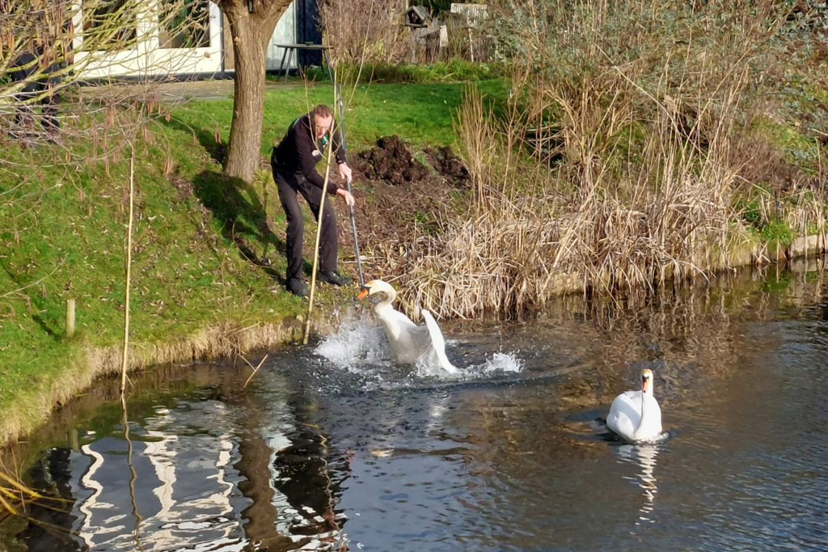 Gewonde zwaan uit het water gered