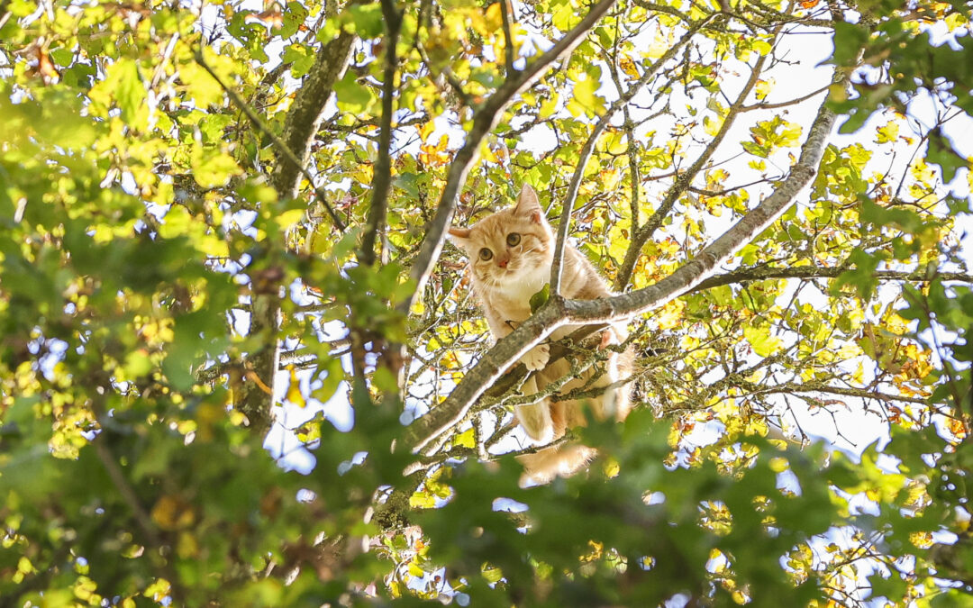 Een kat in het nauw maakt rare sprongen