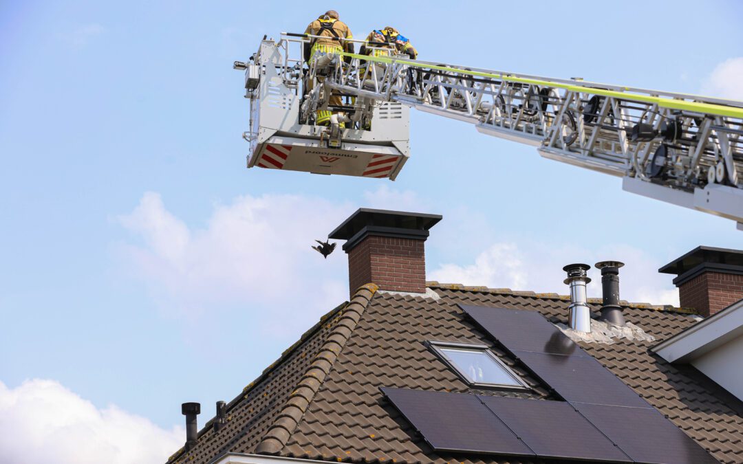 Kauw hangt aan schoorsteen, brandweer bevrijdt hem