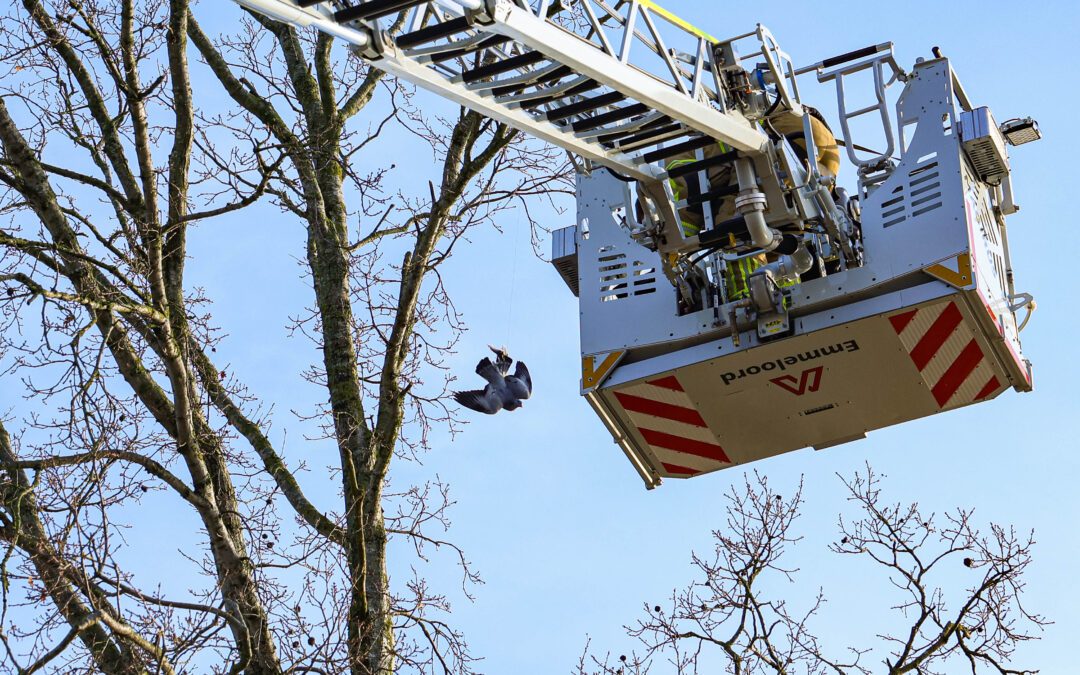 Brandweer redt vasthangende duif uit boom