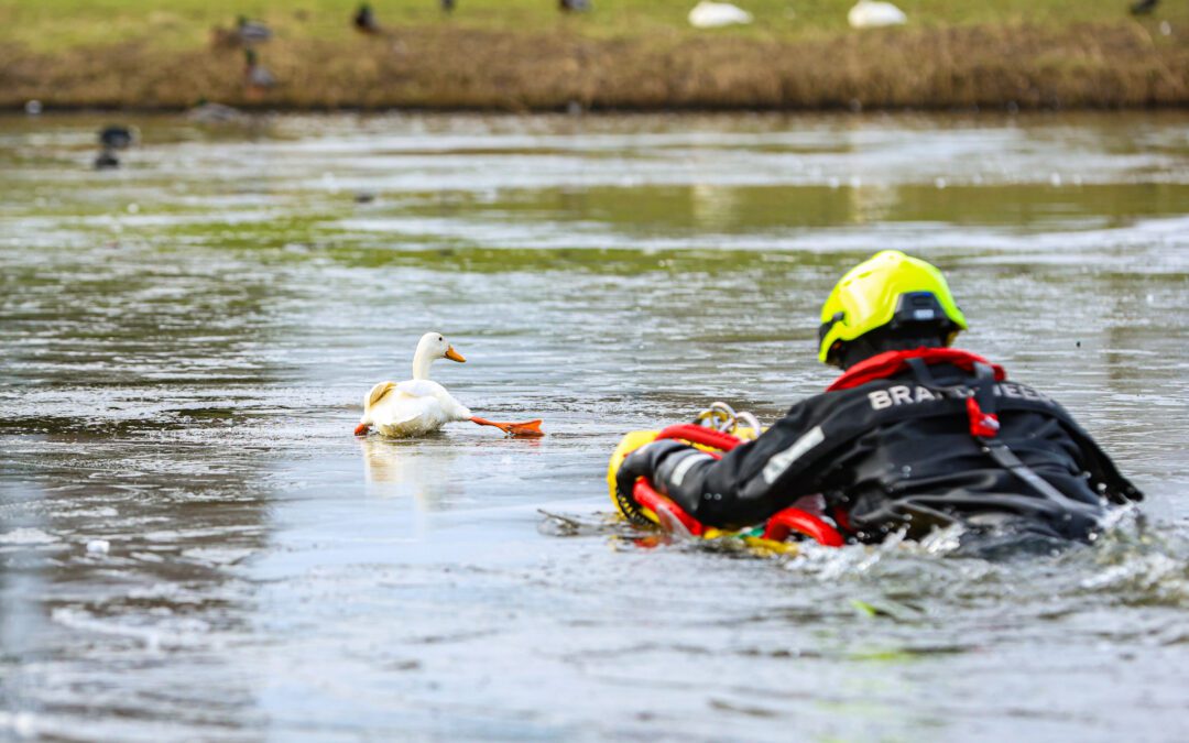 Eend Roelie vast op het ijs, brandweer schiet te hulp
