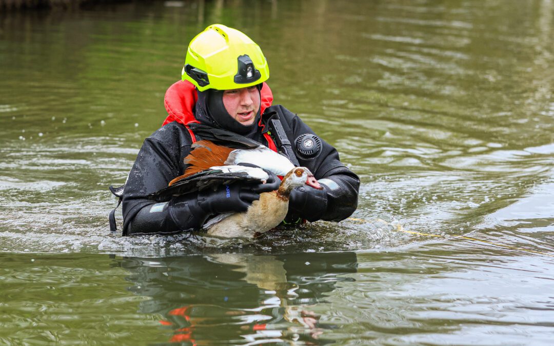 Nijlgans gered uit benarde situatie